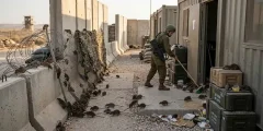 طوفان من القوارض يجتاح مستوطنات غلاف غزة